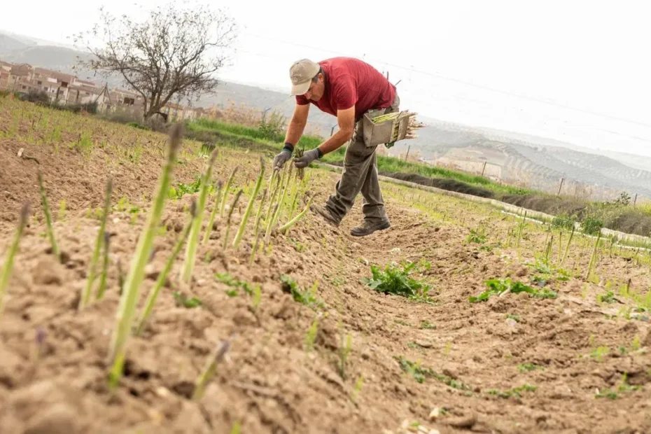 Agricultor recolectando espárragos verdes a mano en un campo de cultivo en la provincia de Granada, con un pueblo de fondo.