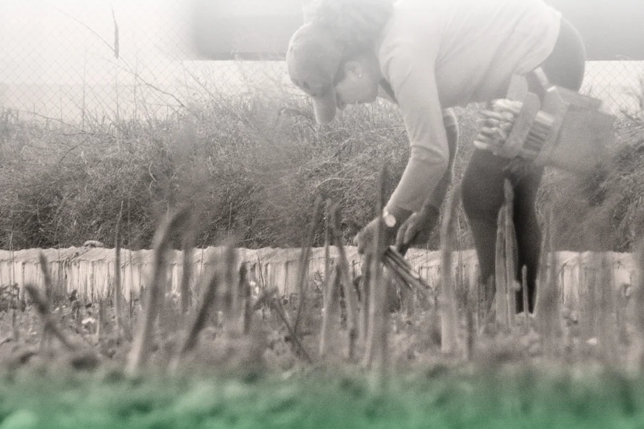 Trabajadora agrícola recolectando espárrago verde en Granada para la campaña Cultivar Territorio Fijar Población.